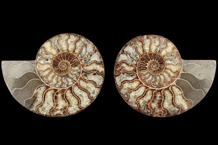 Cut & Polished, Agatized Ammonite Fossil - Madagascar #184143